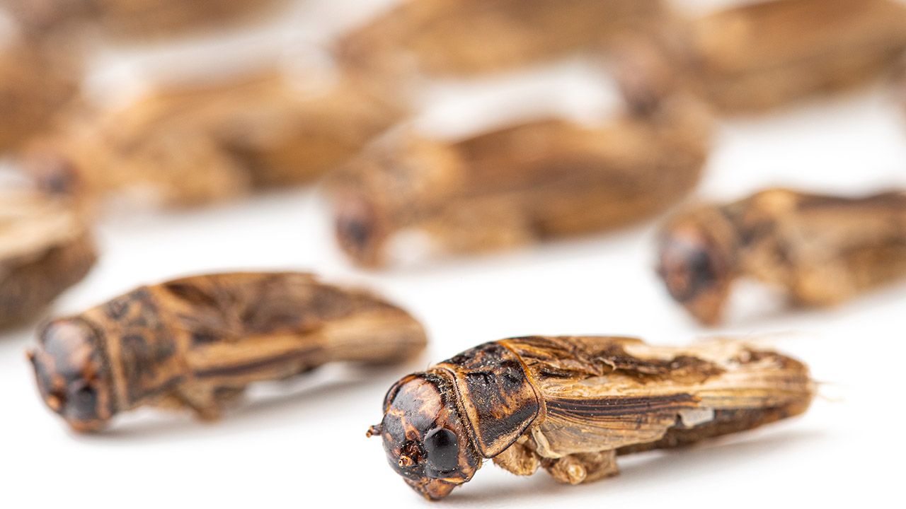 Mąkę otrzymuje się z suszonych lub pieczonych świerszczy hodowlanych (fot. Shutterstock/Giedrius Akelis) Mąkę otrzymuje się z suszonych lub pieczonych świerszczy hodowlanych (fot. Shutterstock/Giedrius Akelis)