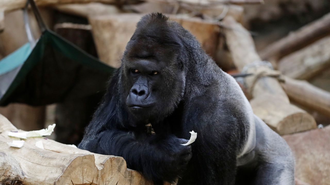 Goryl Richard ma koronawirusa (fot. Reuters) Goryl Richard ma koronawirusa (fot. Reuters)