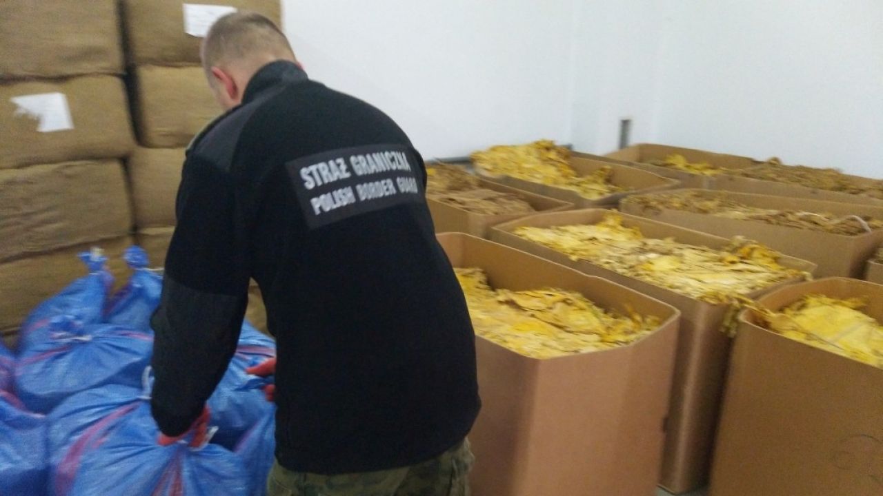 Likwidacja pierwszej krajalni gangu (fot. SG) Likwidacja pierwszej krajalni gangu (fot. SG)