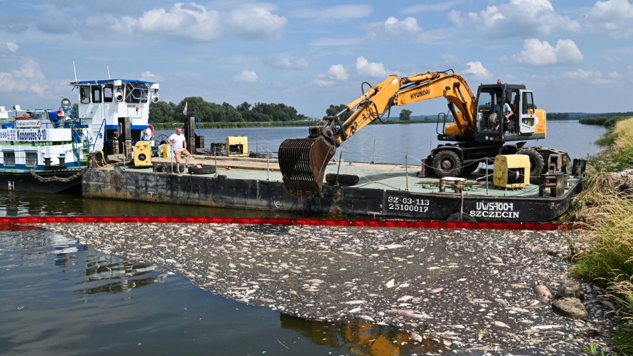 Akcja usuwania martwych ryb z Odry w miejscowości Krajnik Dolny (fot. PAP/Marcin Bielecki)