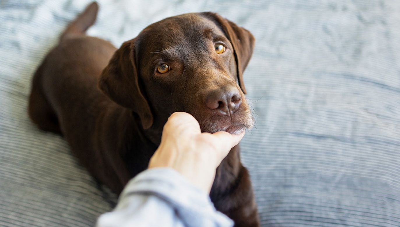Badacze uważają, że zasady obliczania wieku psów wciąż są nie są precyzyjne (fot. Shutterstock/My July)