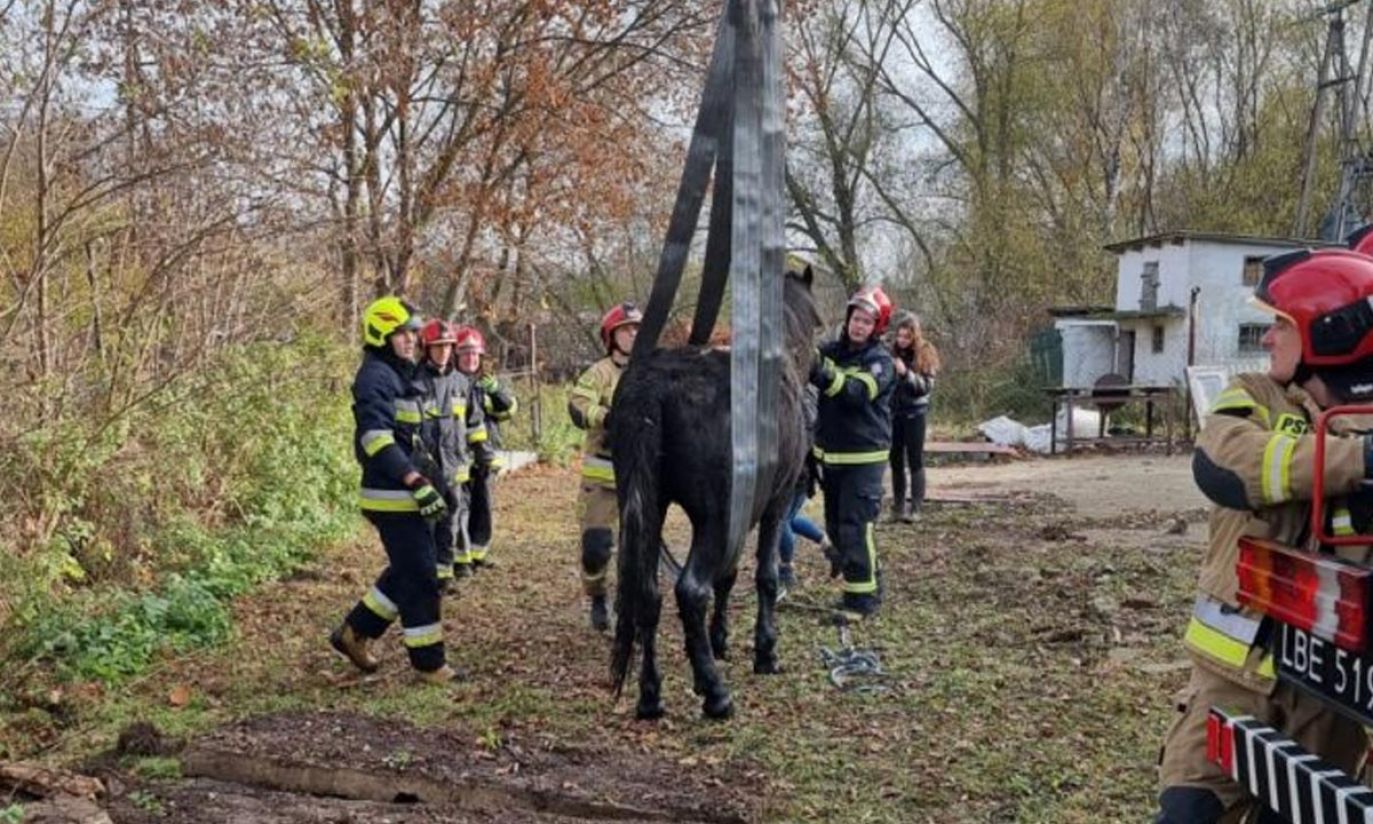 Strażacy uratowali konia