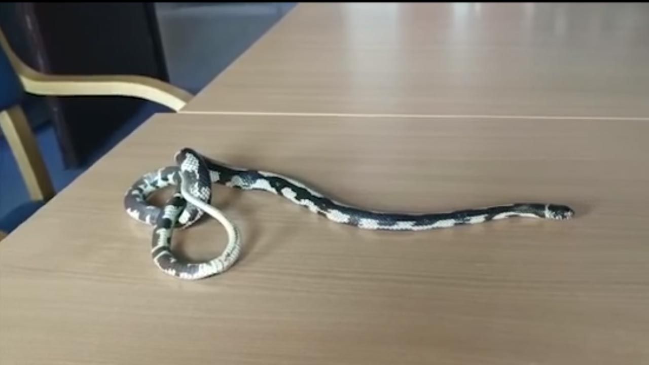 To kalifornijski wąż królewski (fot. Facebook/Straż Miejska Miasta Poznania)