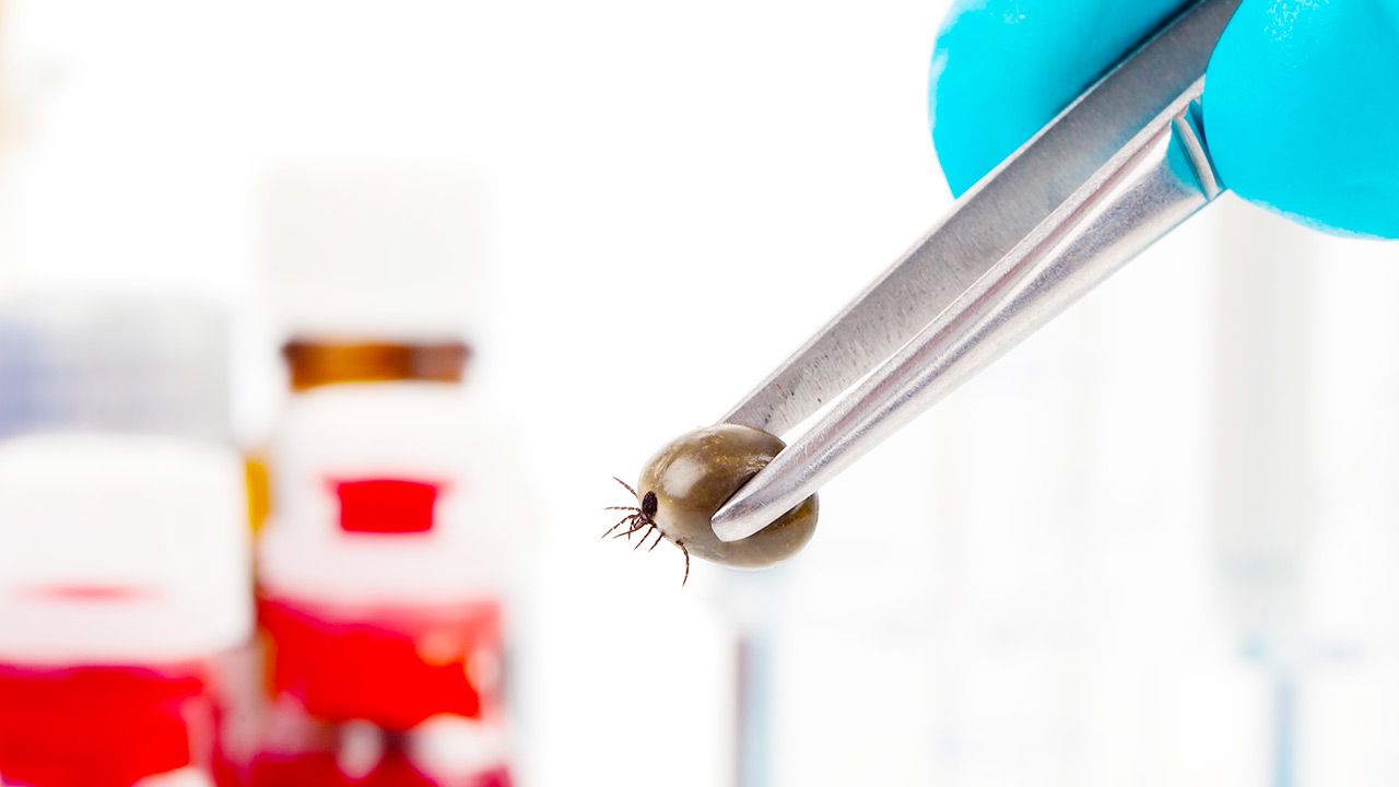 Coraz więcej zakażeń spowodowanych przez kleszcze (fot. Shutterstock) Coraz więcej zakażeń spowodowanych przez kleszcze (fot. Shutterstock)