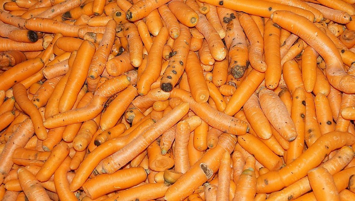 Produkcja marchwi miała ułatwić wyłudzenie milionów (fot. ARiMR)
