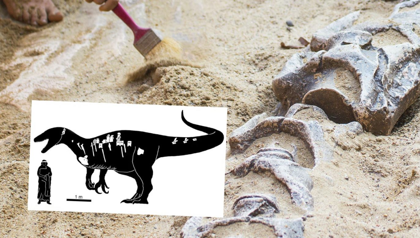 W Argentynie odkryto szkielet megaraptora (fot. Shutterstock/junpiiiiiiiiiii, zdjęcie ilustracyjne; wikimedia.org/Aranciaga Rolando)