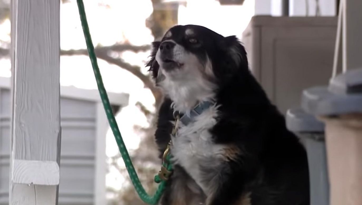 Pieniądze mają pójść na papewnienie Lulu wszystkich wygód (fot. YouTube/NewsChannel 5)