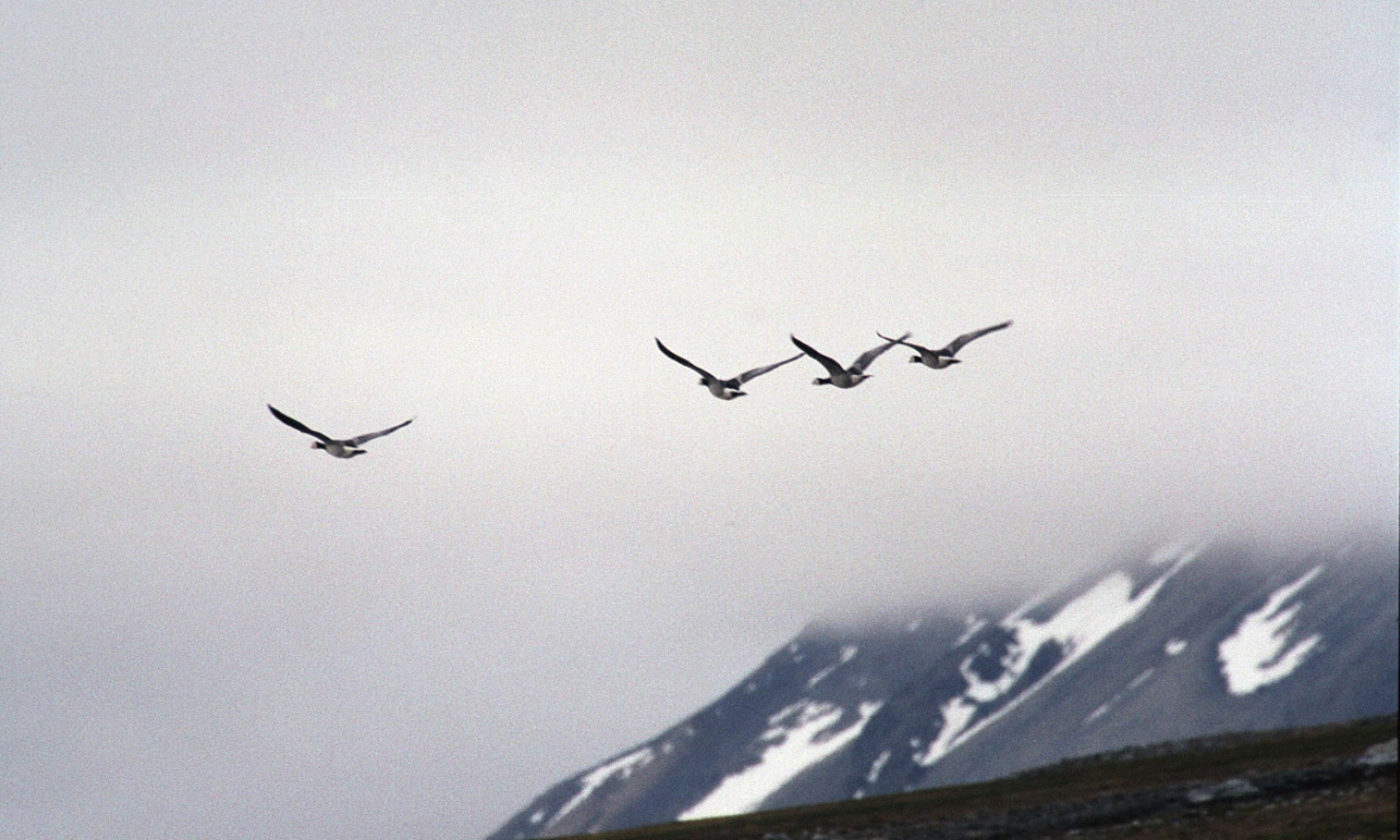 Bernikle białolice to jedne z ptaków migrujących na największych wysokościach. Tu: na Spitsbergenie, w Svalbard. For. Wikimedia/Jerzy Strzelecki - Own work, CC BY-SA 3.0