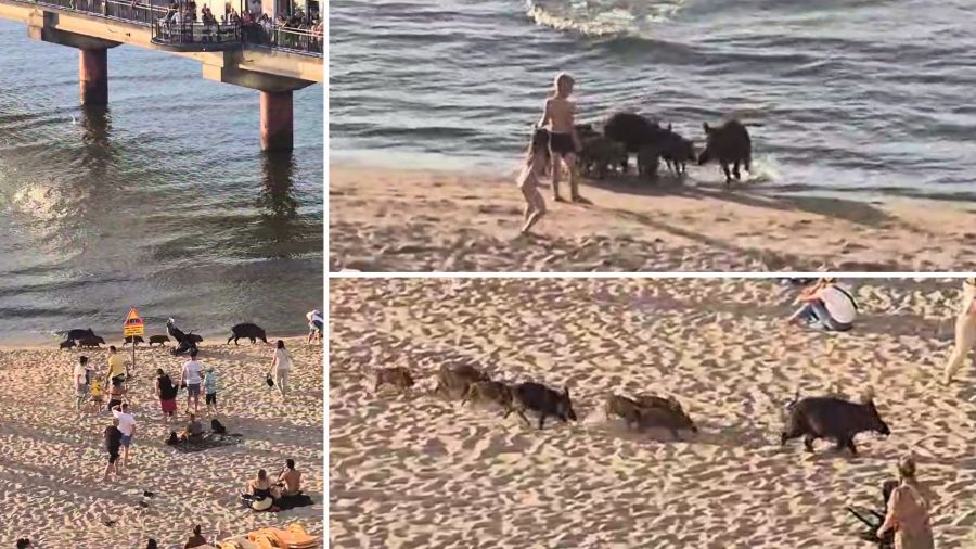 Stado dzików z warchlakami spacerujące brzegiem morza po plaży w Międzyzdrojach, w pobliżu widać turystów i dzieci (zdjęcie nadesłane przez widza)