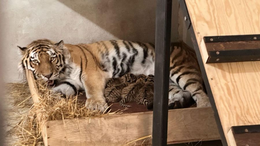 Płockie zoo ma czterech nowych mieszkańców / fot. M. Trzcińska, Andrzej Nowakowski Prezydent Miasta Płocka Facebook