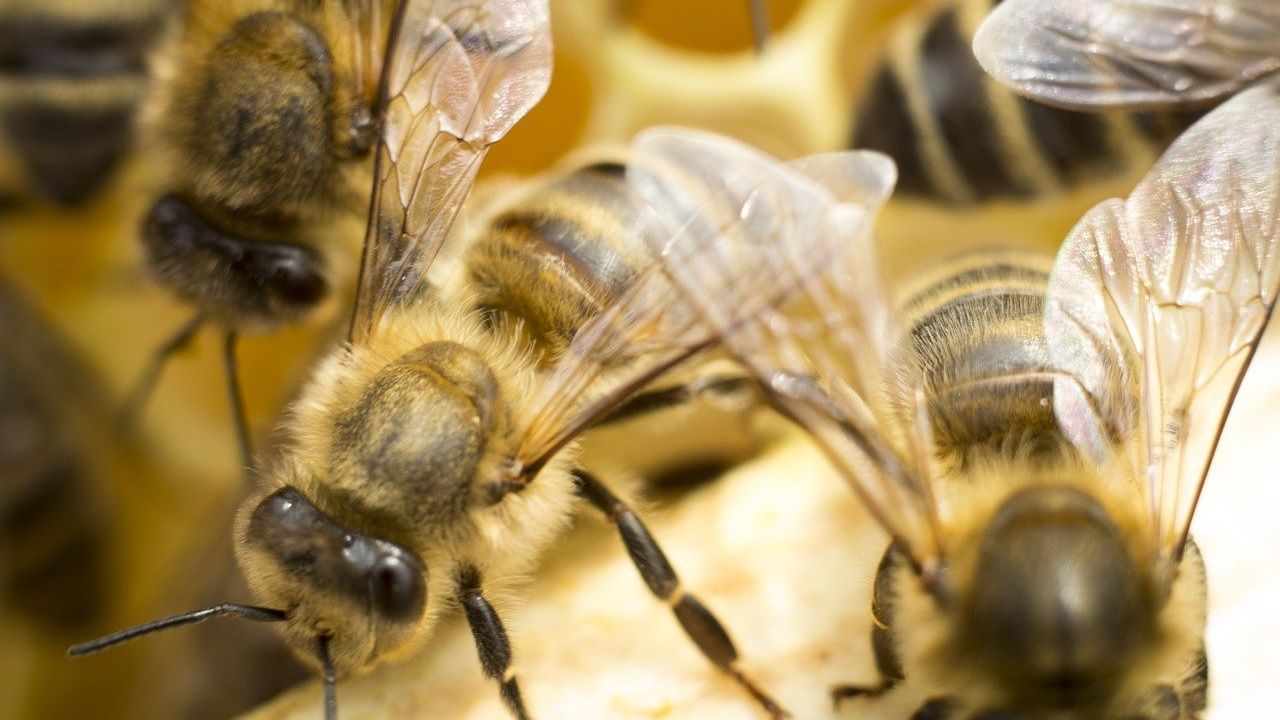 Kultura bartnicza jest związana z chowem dzikich pszczół w barciach (fot. pixabay/shotput)