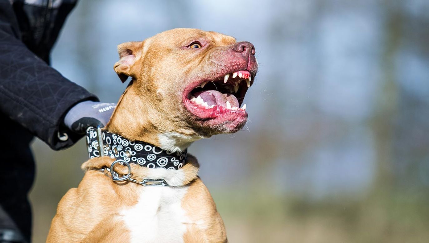 Zaatakował nieprawidłowo ukształtowany pies – mówił w uzasadnieniu sędzia (fot. Shutterstock/Aneta Jungerova)