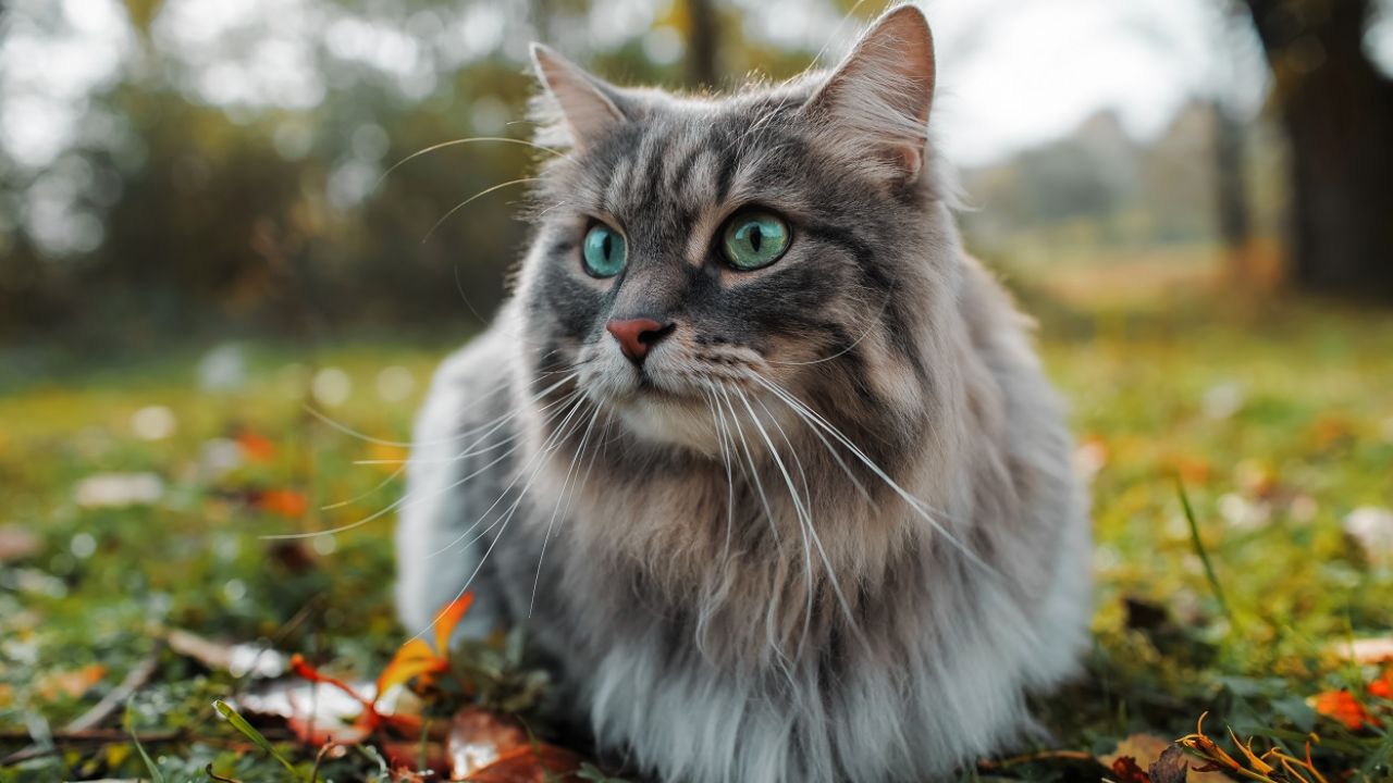 Naukowcy puszczali kotom nagrania z głosem właścicieli i innych osób (fot. Shutterstock)