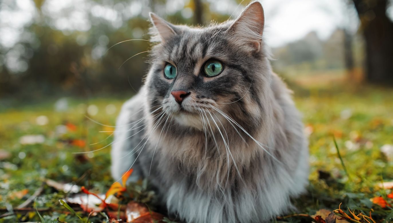 Naukowcy puszczali kotom nagrania z głosem właścicieli i innych osób (fot. Shutterstock)