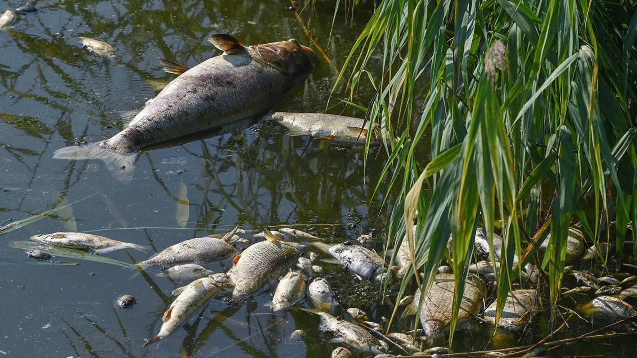 Służby wyjaśniają przyczyny (fot. Patrick Pleul/dpa/pap) Służby wyjaśniają przyczyny (fot. Patrick Pleul/dpa/pap)