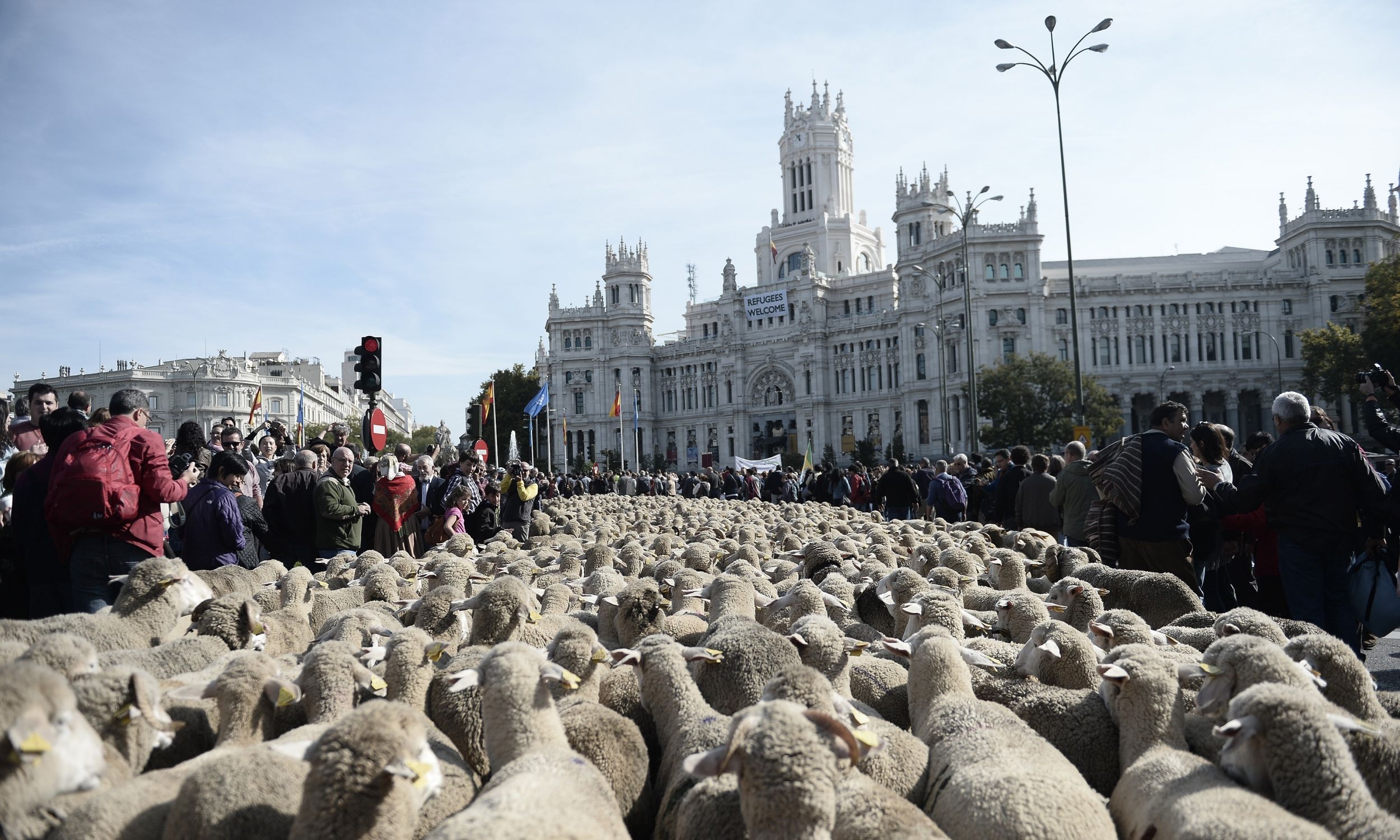 Sheep march through Madrid in October 2015. Photo by Burak Akbulut/Anadolu Agency/Getty Images