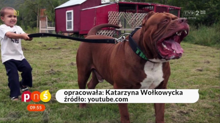 pytanie na sniadanie tvp pl