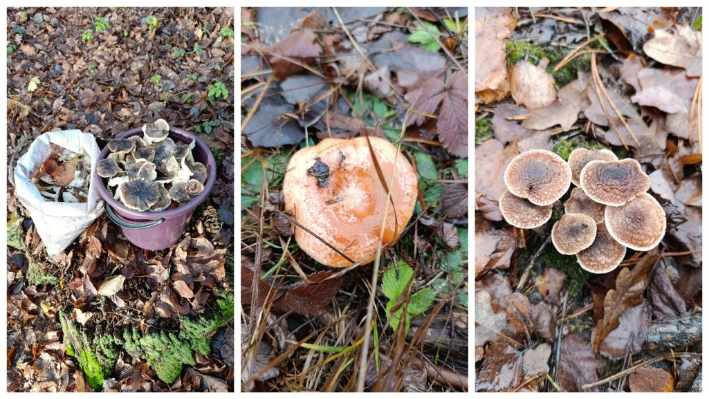 Грибы в Солигорском районе 13 ноября. Фото: Группа ВК «Грибы: грибные войска Беларуси»