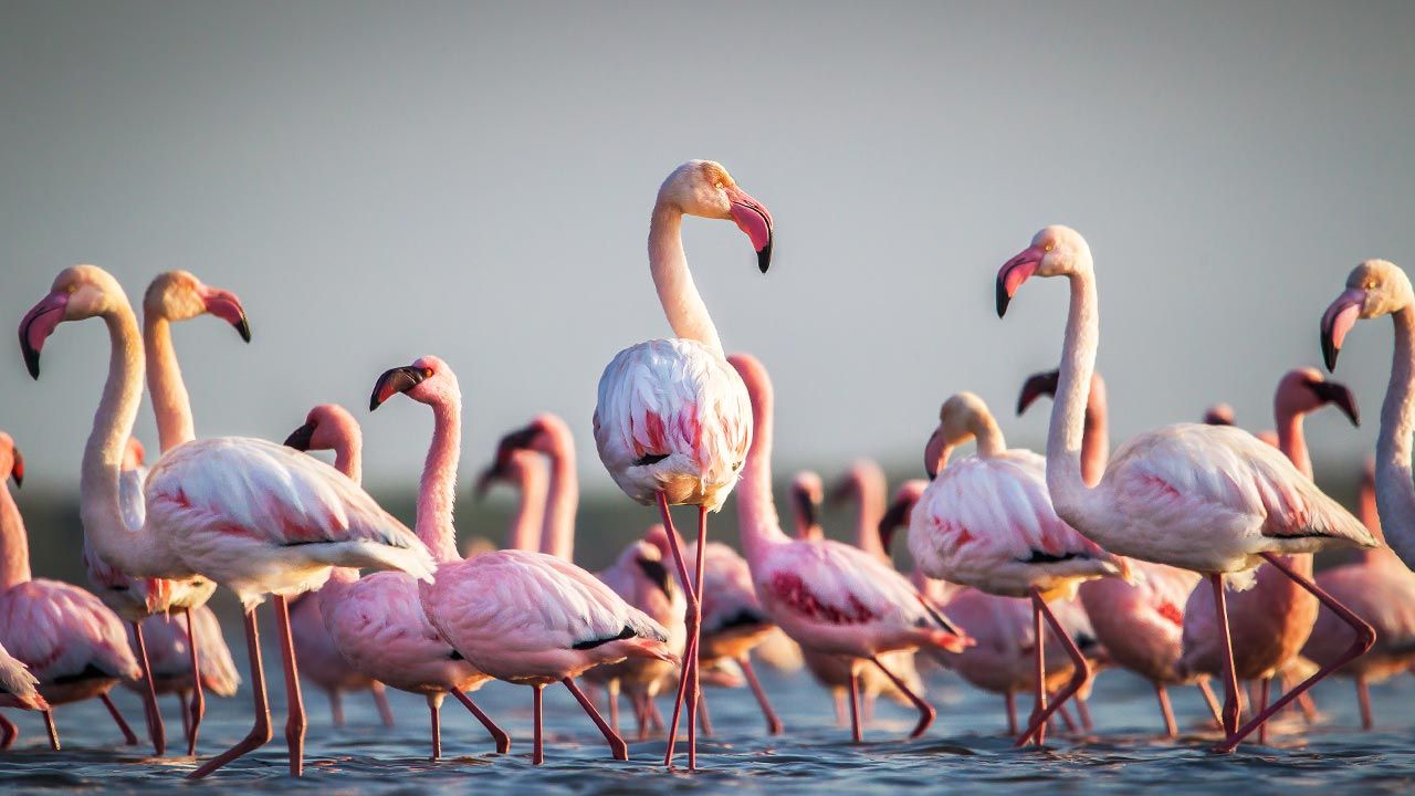 România: o colonie de flamingo pe un lac din Delta Dunării