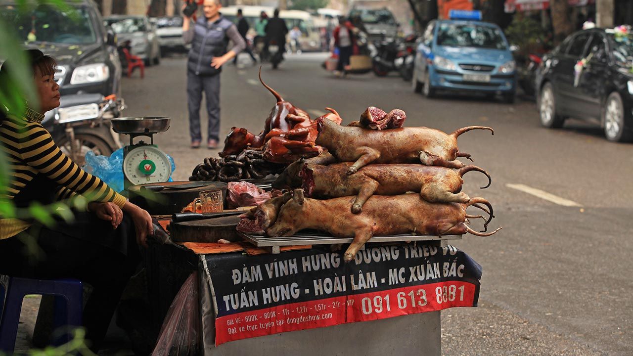 Handel mięsem psów i kotów (fot. SHutterstock/Asia Images)