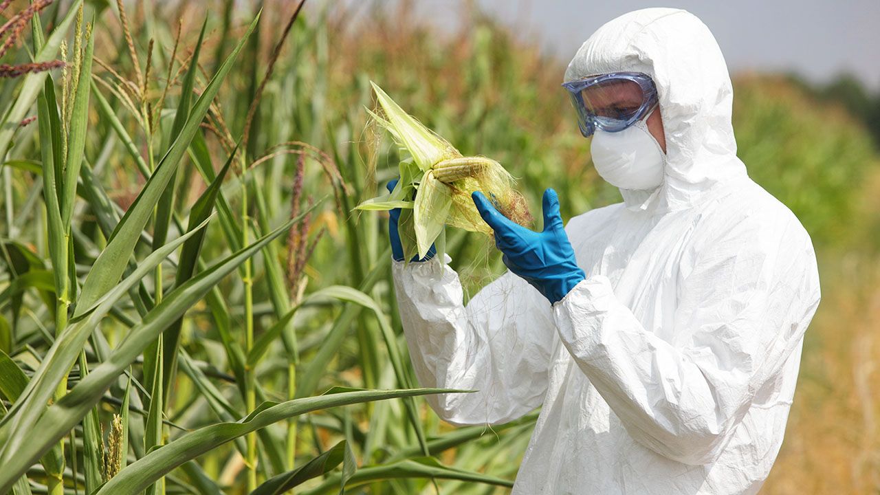 Szef resortu rolnictwa zapowiedział, że niedługo wprowadzone zostanie dobrowolne oznaczenie produktów wolnych od GMO (fot. Shutterstock/Marcin Balcerzak) Szef resortu rolnictwa zapowiedział, że niedługo wprowadzone zostanie dobrowolne oznaczenie produktów wolnych od GMO (fot. Shutterstock/Marcin Balcerzak)