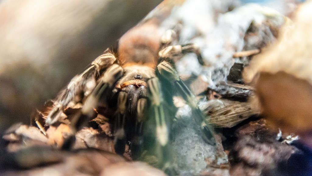 Ukąszenie ptasznika nie zagraża życiu człowieka. Fot. aferastudiofotos/Shutterstock